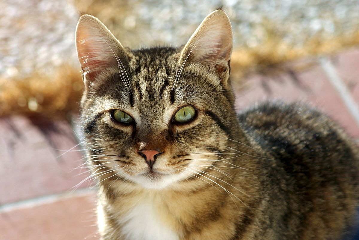 A cat