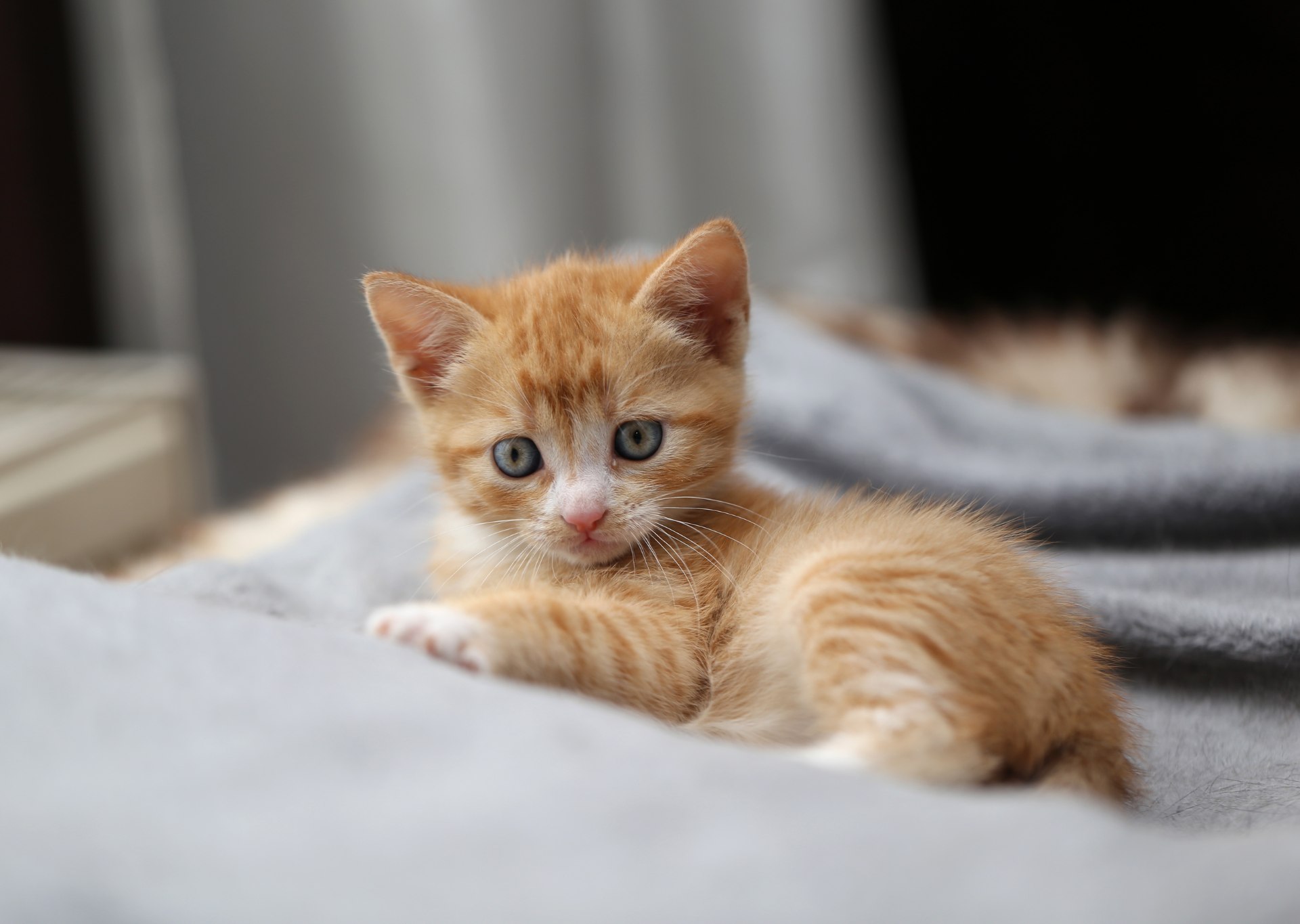 An adorable orange kitten